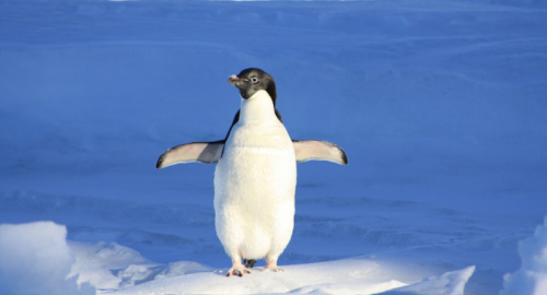 Le Serenate Segrete dei Pinguini: Un Linguaggio d'Amore Inaspettato